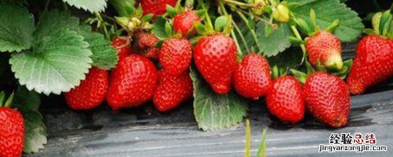昌平草莓什么时候成熟 北方昌平草莓采摘季节是什么时候