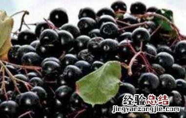 黑果花椒有什么作用 黑果花椒的功效与作用及禁忌