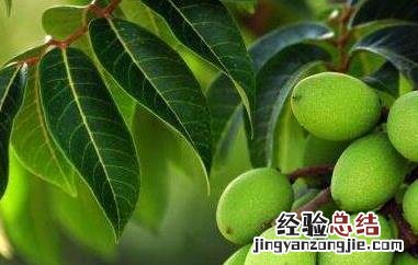 青橄榄泡水功效和作用 青橄榄泡水的功效与作用