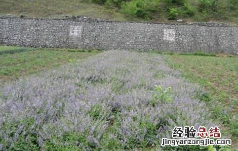 白头翁的种植方法和管理 白头翁的种植方法