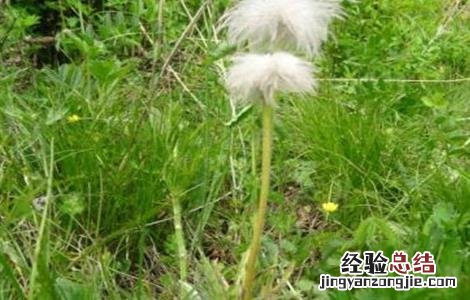白头翁的种植方法和管理 白头翁的种植方法