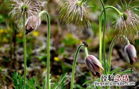 白头翁的种植方法和管理 白头翁的种植方法