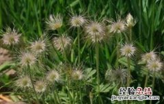 白头翁的种植方法和管理 白头翁的种植方法