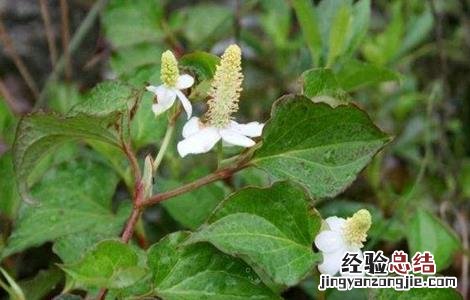 鱼腥草的繁殖方法 鱼腥草的栽培与繁殖
