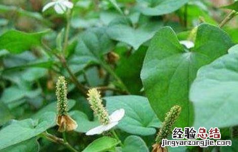 鱼腥草的繁殖方法 鱼腥草的栽培与繁殖