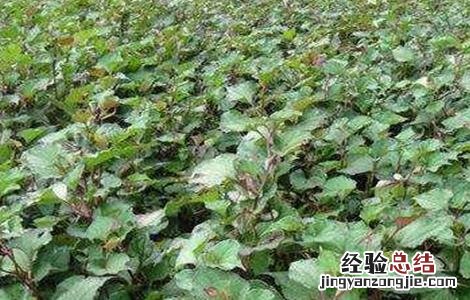 鱼腥草的繁殖方法 鱼腥草的栽培与繁殖