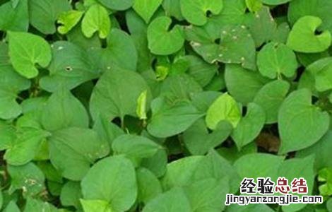 鱼腥草的繁殖方法 鱼腥草的栽培与繁殖