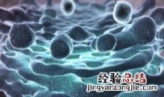 哪一类动物细胞中高尔基体最为丰富 什么时期的细胞高尔基体较活跃