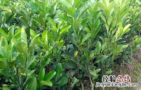 橘红的种植技术 橘红种植技术农广天地