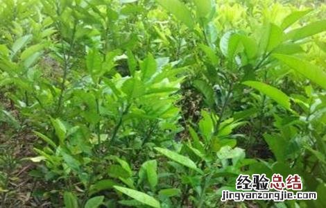 橘红的种植技术 橘红种植技术农广天地