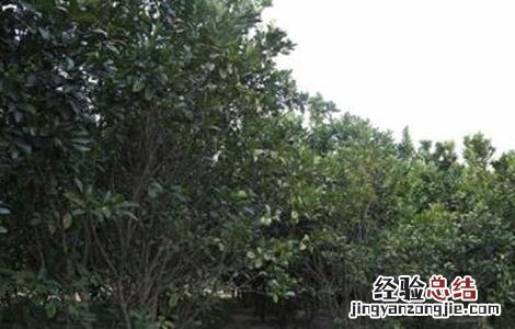 橘红的种植技术 橘红种植技术农广天地