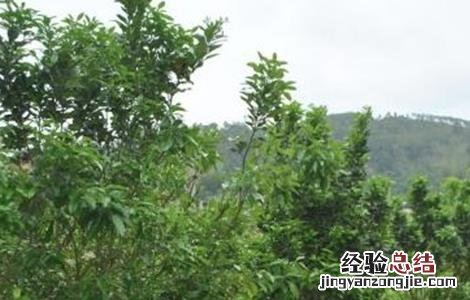 橘红的种植技术 橘红种植技术农广天地