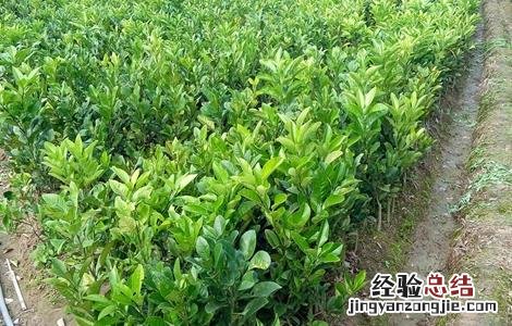 橘红的种植技术 橘红种植技术农广天地