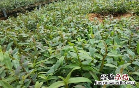铁皮石斛生长环境 铁皮石斛生长环境条件图片