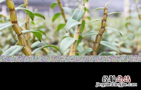 铁皮石斛生长环境 铁皮石斛生长环境条件图片