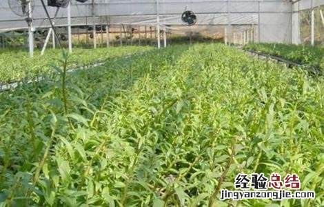 铁皮石斛生长环境 铁皮石斛生长环境条件图片