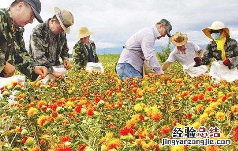 红花的种植方法和效应效应 红花的种植方法