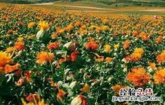 红花的种植方法和效应效应 红花的种植方法
