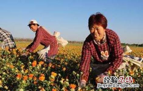 红花的种植方法和效应效应 红花的种植方法