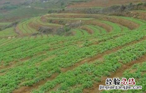 太子参种植技术 太子参种植技术教程