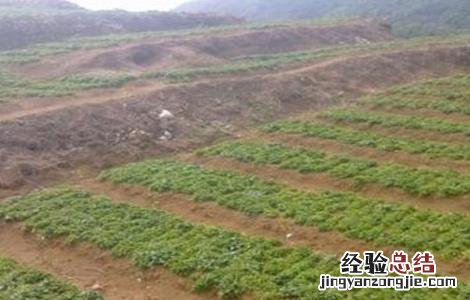太子参种植技术 太子参种植技术教程