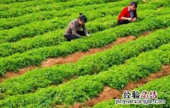 太子参种植技术 太子参种植技术教程