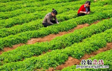 太子参种植技术 太子参种植技术教程