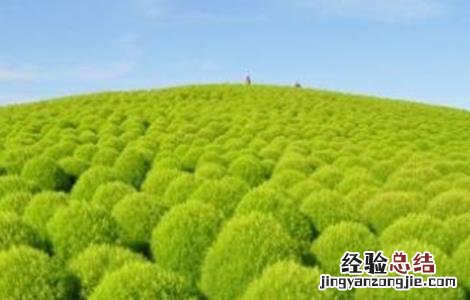地肤子的种植技术 地肤子的种植技术及亩效益