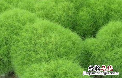 地肤子的种植技术 地肤子的种植技术及亩效益