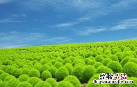 地肤子的种植技术 地肤子的种植技术及亩效益