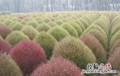 地肤子的种植技术 地肤子的种植技术及亩效益