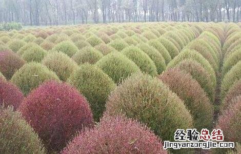 地肤子的种植技术 地肤子的种植技术及亩效益
