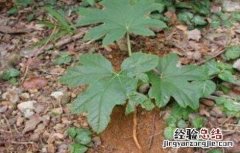 通草怎么种好 通草怎么种植