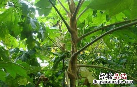 通草怎么种好 通草怎么种植