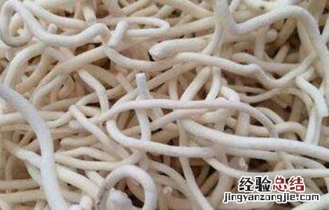 通草怎么种好 通草怎么种植