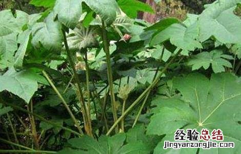 通草怎么种好 通草怎么种植
