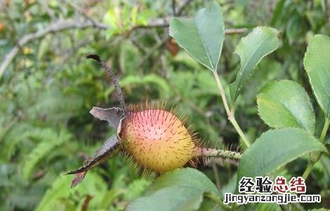 金樱子的种植技术 金樱子的种植技术视频