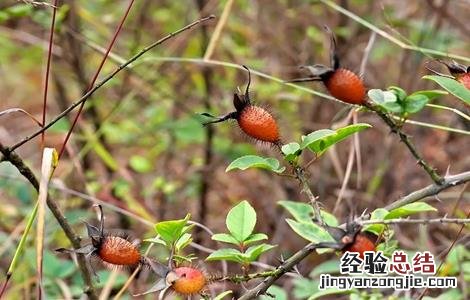 金樱子的种植技术 金樱子的种植技术视频