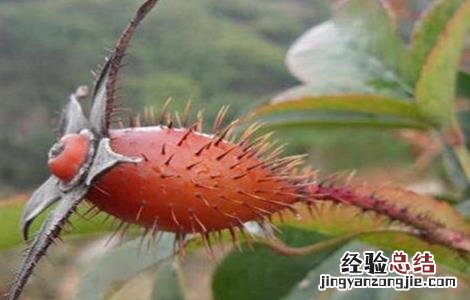 金樱子的种植技术 金樱子的种植技术视频