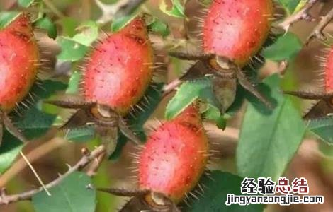 金樱子的种植技术 金樱子的种植技术视频