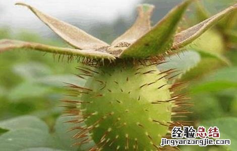 金樱子的繁殖方式 金樱子的繁殖方式有几种
