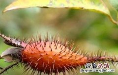 金樱子的繁殖方式 金樱子的繁殖方式有几种