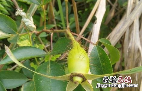 金樱子的繁殖方式 金樱子的繁殖方式有几种