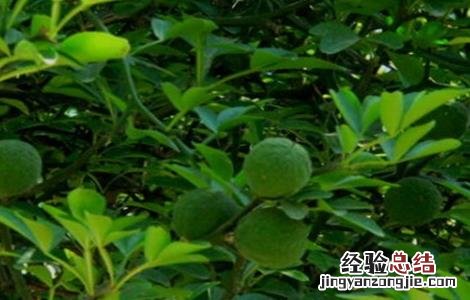 枳实适合什么地方种植 枳实适合什么地方种植呢
