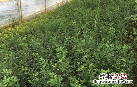 枳实适合什么地方种植 枳实适合什么地方种植呢