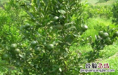 枳实适合什么地方种植 枳实适合什么地方种植呢