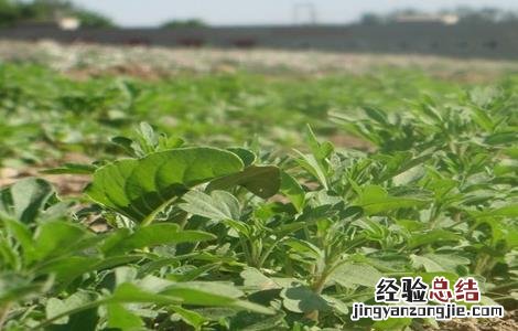 荆芥怎么种 荆芥怎么种植