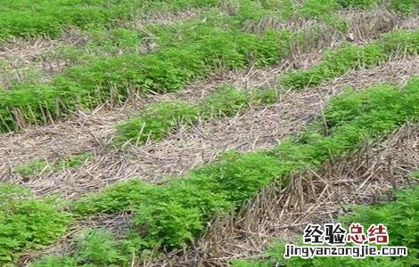 荆芥怎么种 荆芥怎么种植