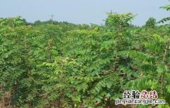 无患子种植技术及亩收益 无患子种植技术