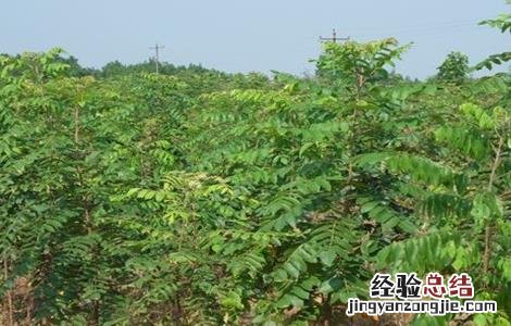 无患子种植技术及亩收益 无患子种植技术